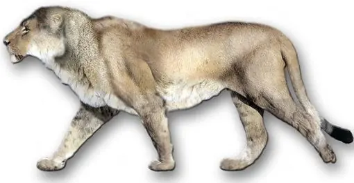 10 animales