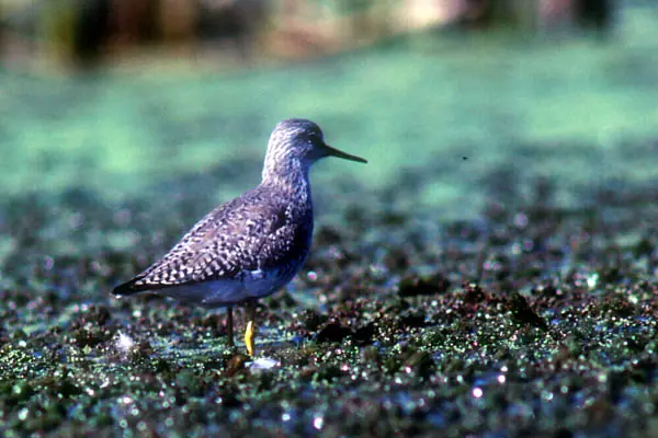 selva de ensenada