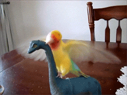 Gifs