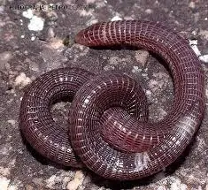 animalitos