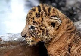 animal