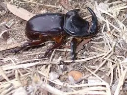 insectos