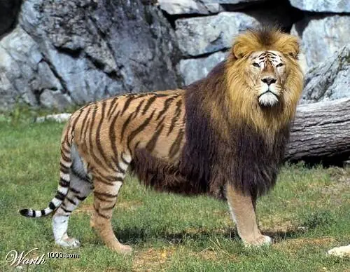 tIGON