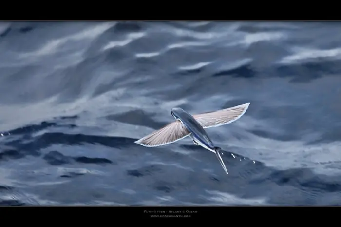 fauna