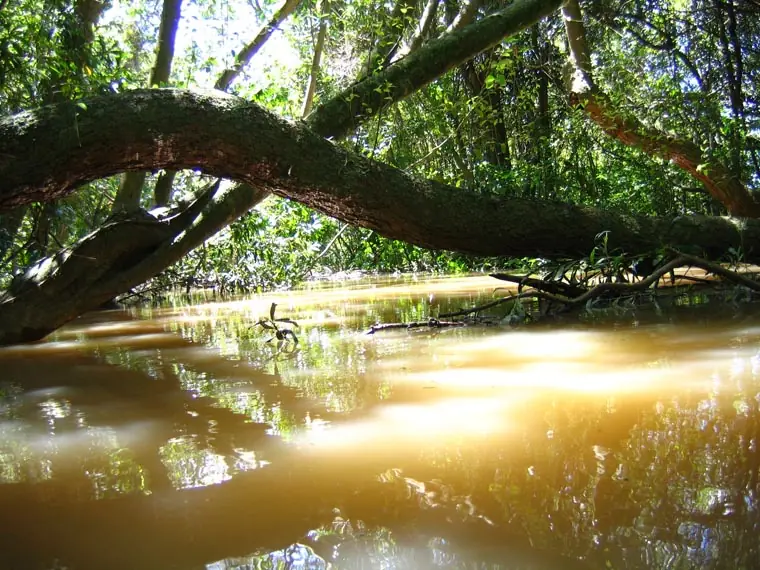 la selva ms autral del mun
