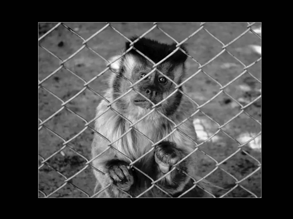 Animales