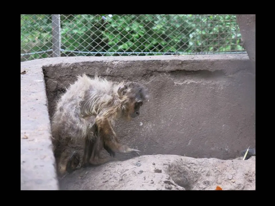 Animales encerrados [Colon BS AS]