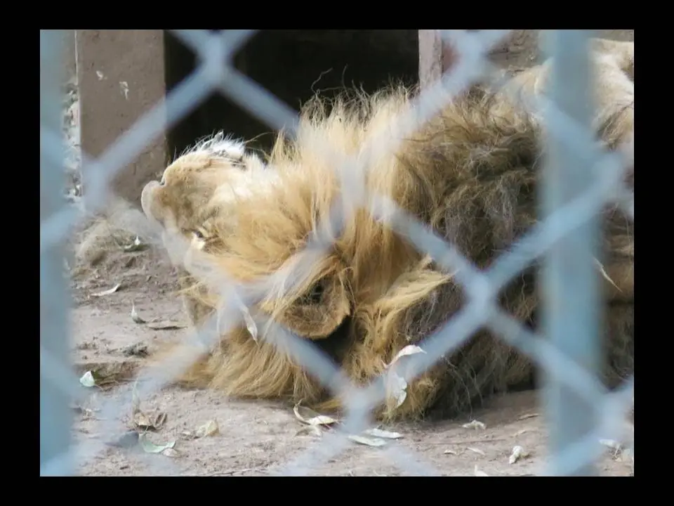 Animales