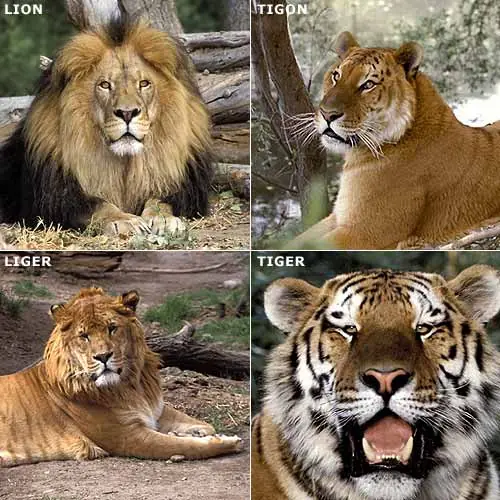 Animales