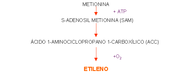 fitohormonas