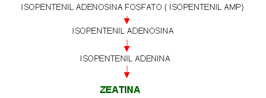 giberelina