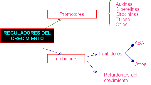 reguladores