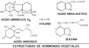 hormonas