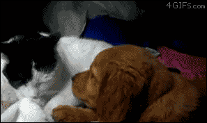 GIFs de perros, gatos y demás animales Muy divertidos!! 01º