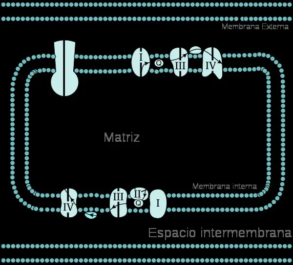 bioquimica