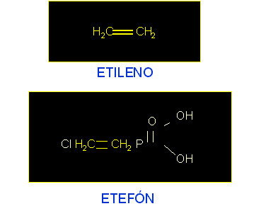 fitohormonas