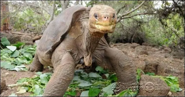 Ecuador: muere una última tortuga gigante de Galápagos