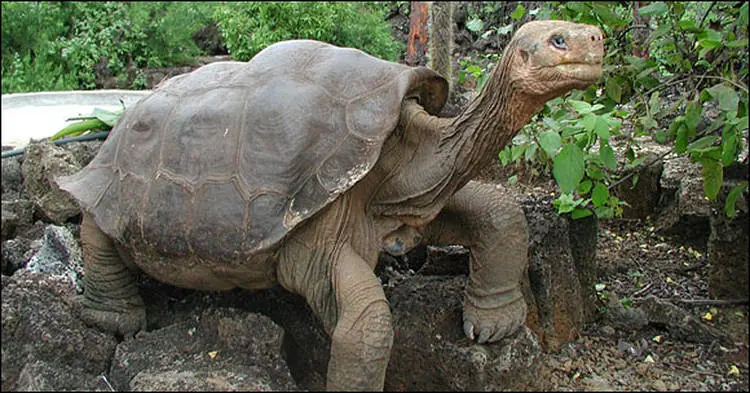 solitario george