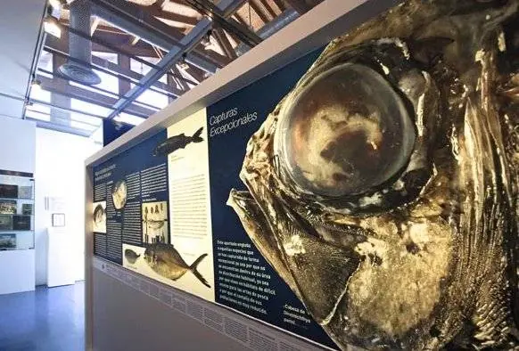 Monstruos marinos en el Mar Cantábrico