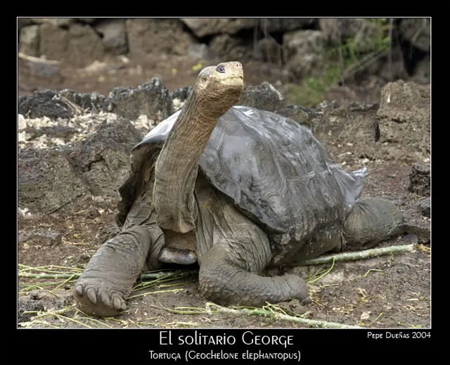 muere solitario george