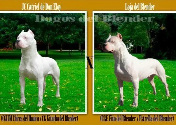 cachorros