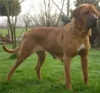 caninos