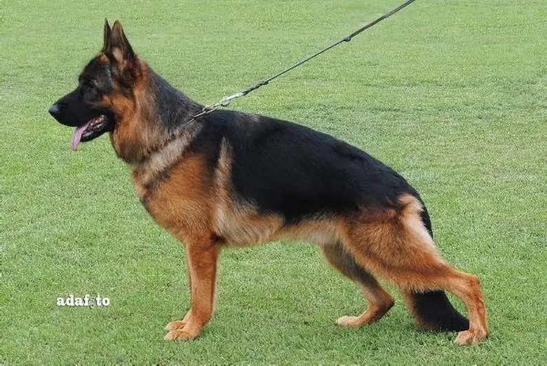 Vida de Perros?,  Los Mejores,Todos son Buenos