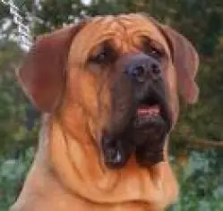 perros