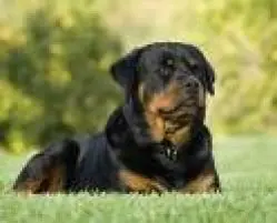 cachorros