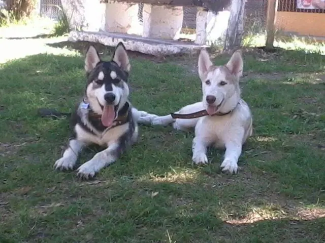 cachorros