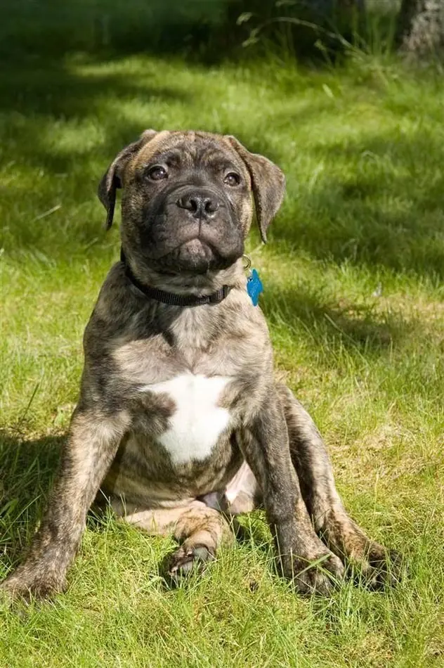 Vida de Perros?,  Los Mejores,Todos son Buenos