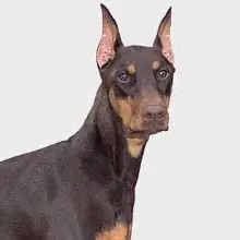 caninos