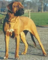 cachorros