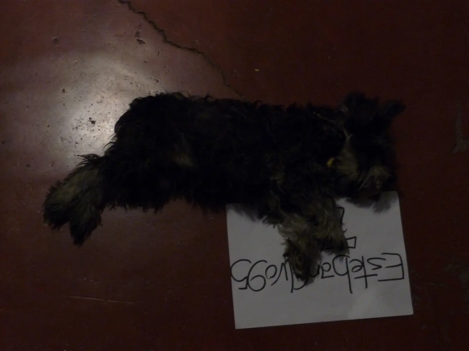 Axel, el adicto al Counter-Strike 3