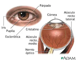 Cómo combatir el ardor de los ojos...