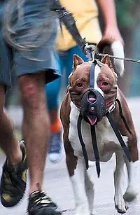 Vida de Perros?, Los Mejores,Todos son Buenos