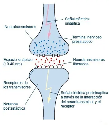 Humano