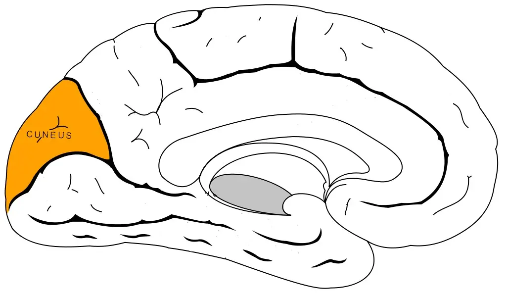 El cerebro [Megapost]