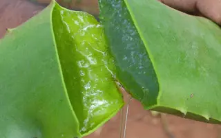Quitar la acidez de estómago con plantas medicinales