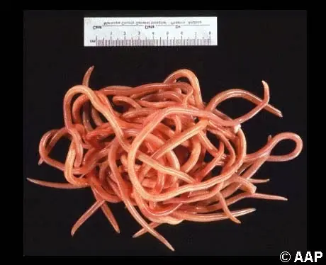 Parásitos intestinales