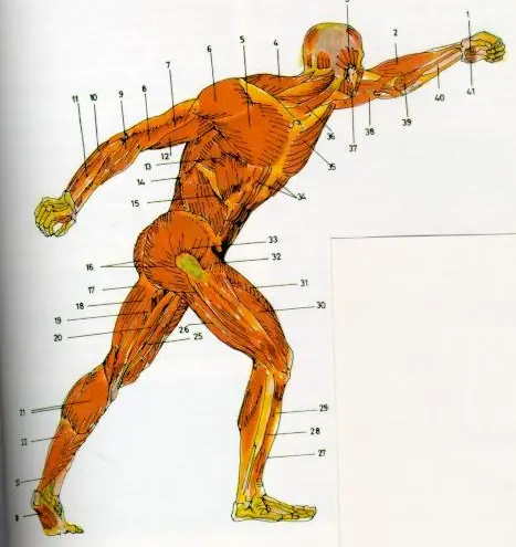 ¿Como movemos los musculos?