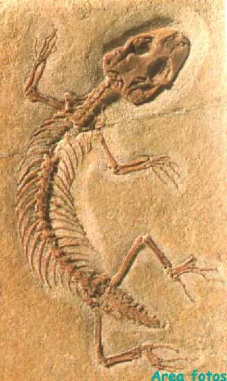 teoria