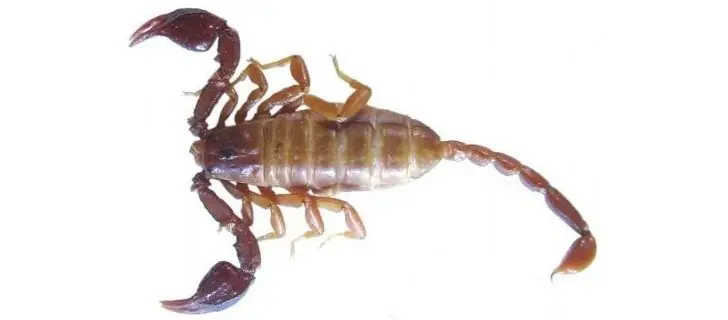 escorpion