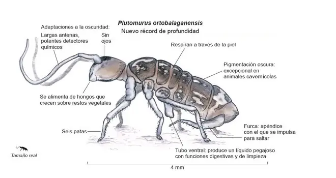 Vive a mas de 2 Km de profundidad