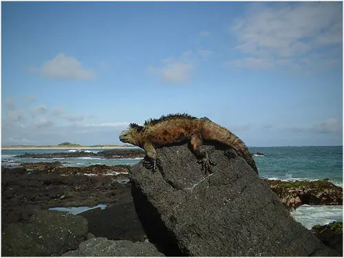 Galápagos, las islas encantadas...