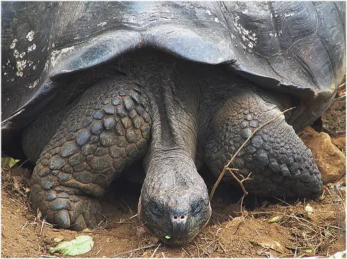 Islas Galápagos