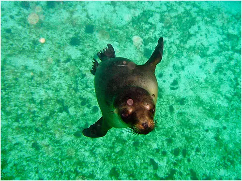 Galápagos