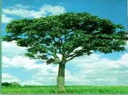 segun