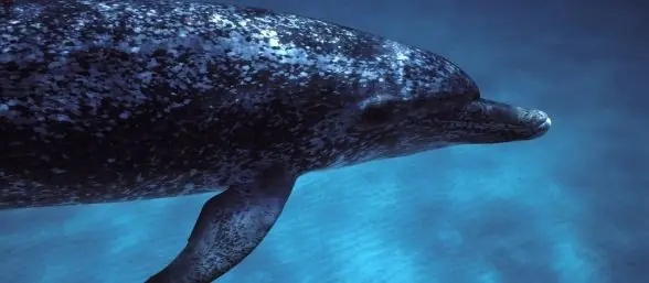 descubren nueva especie de delfin