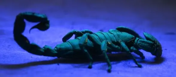 descubren una nueva clase de escorpion